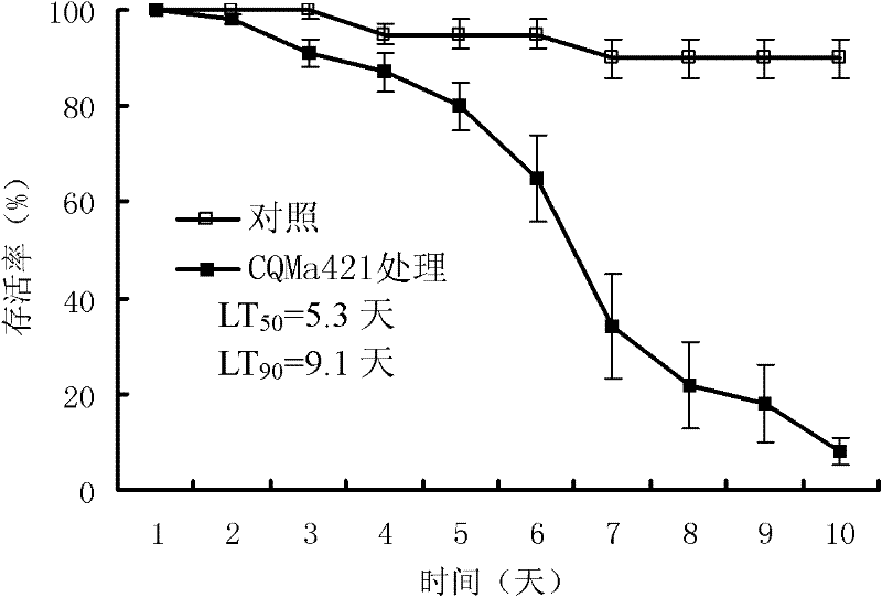 Pesticidal Metarhiziumanisopliaevar. anisopliae strain and application thereof