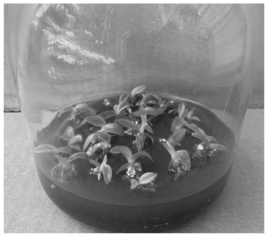 Paphiopedilum delenatii seed non-symbiotic germination method