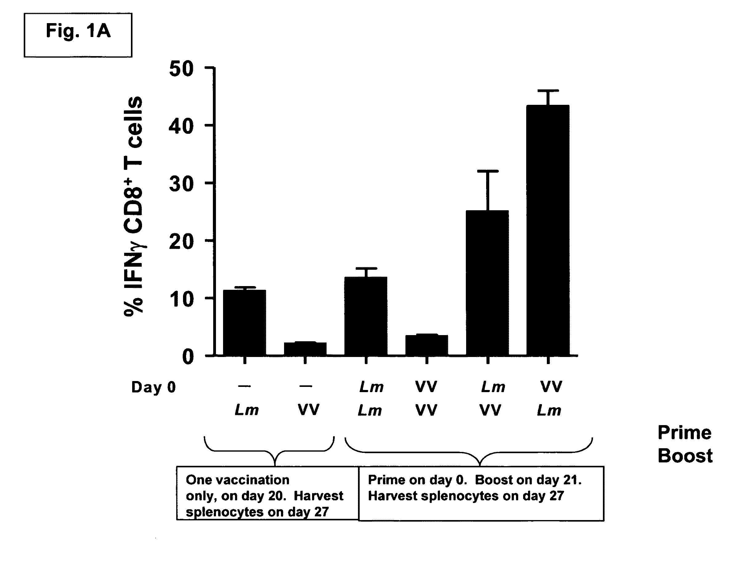 Methods and compositions using listeria for enhancing immunogenicity by prime boost