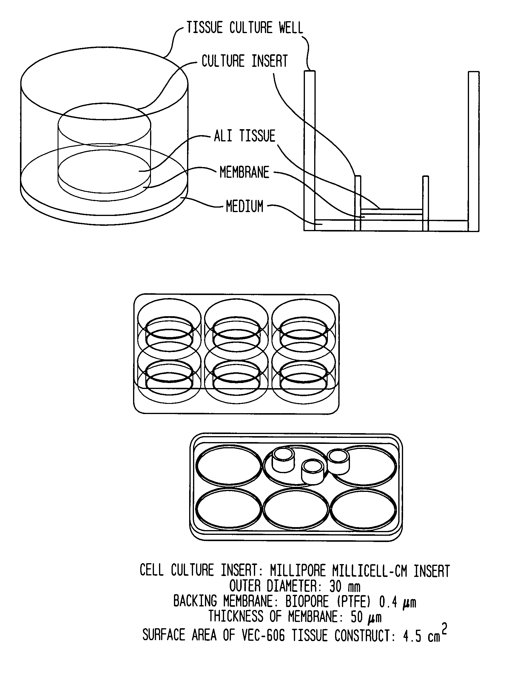 Conjugated estrogen compositions, applicators, kits, and methods of making and use thereof