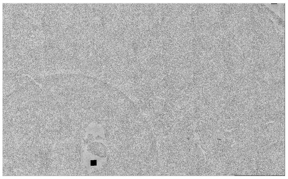 Whole brain data storage method and system, electronic equipment and storage medium