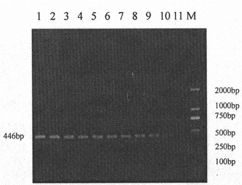 PCR method for detecting duck viral enteritis and kit thereof