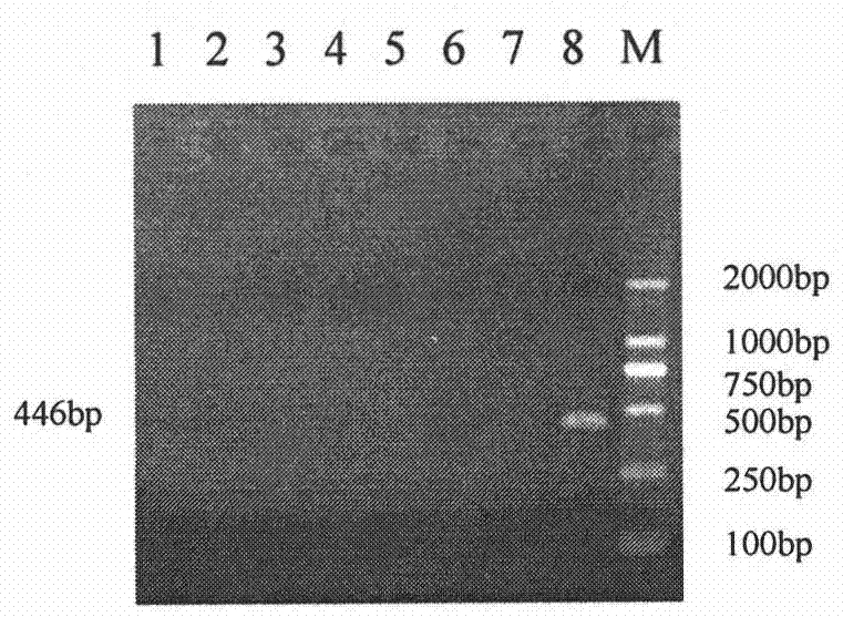 PCR method for detecting duck viral enteritis and kit thereof