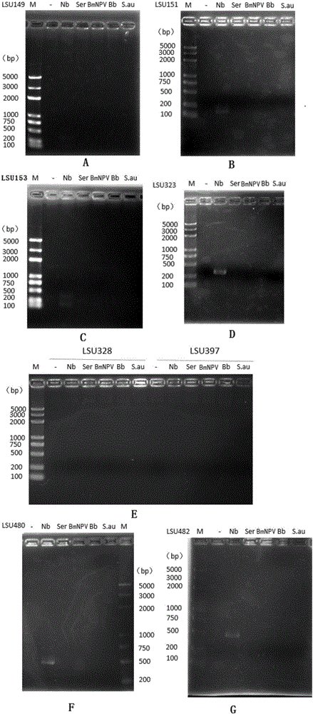 Primer pair for rapidly detecting silkworm microsporidia and reagent kit and detection method thereof