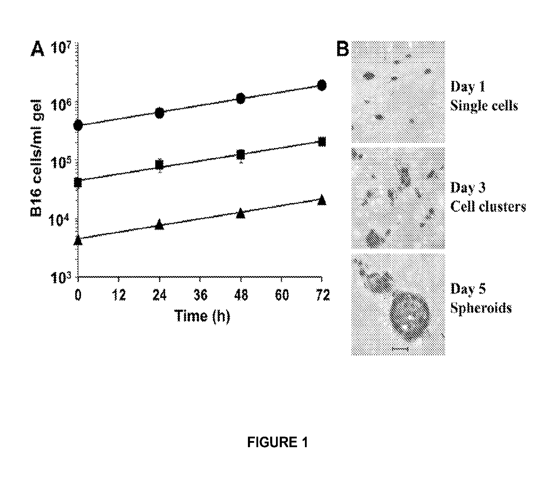 Assays for determining the effect of an immune cell on a cell from an infectious or neoplastic disease