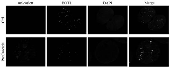 Chromatin imaging method and chromatin imaging system based on Type I-F CRISPR/Cas