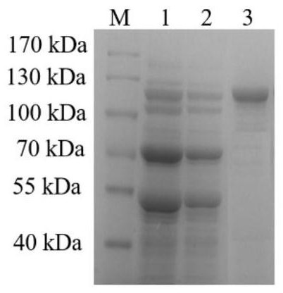 Starch pullulanase with wide pH value adaptability and application