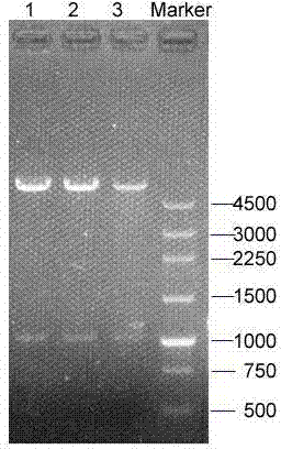 Coding gene of swainsonine degrading enzyme and application thereof