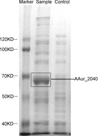 Coding gene of swainsonine degrading enzyme and application thereof