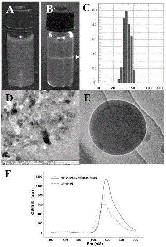 A multi-purpose polylysine fluorescent self-assembled nano-microsphere carrier and its preparation method and application
