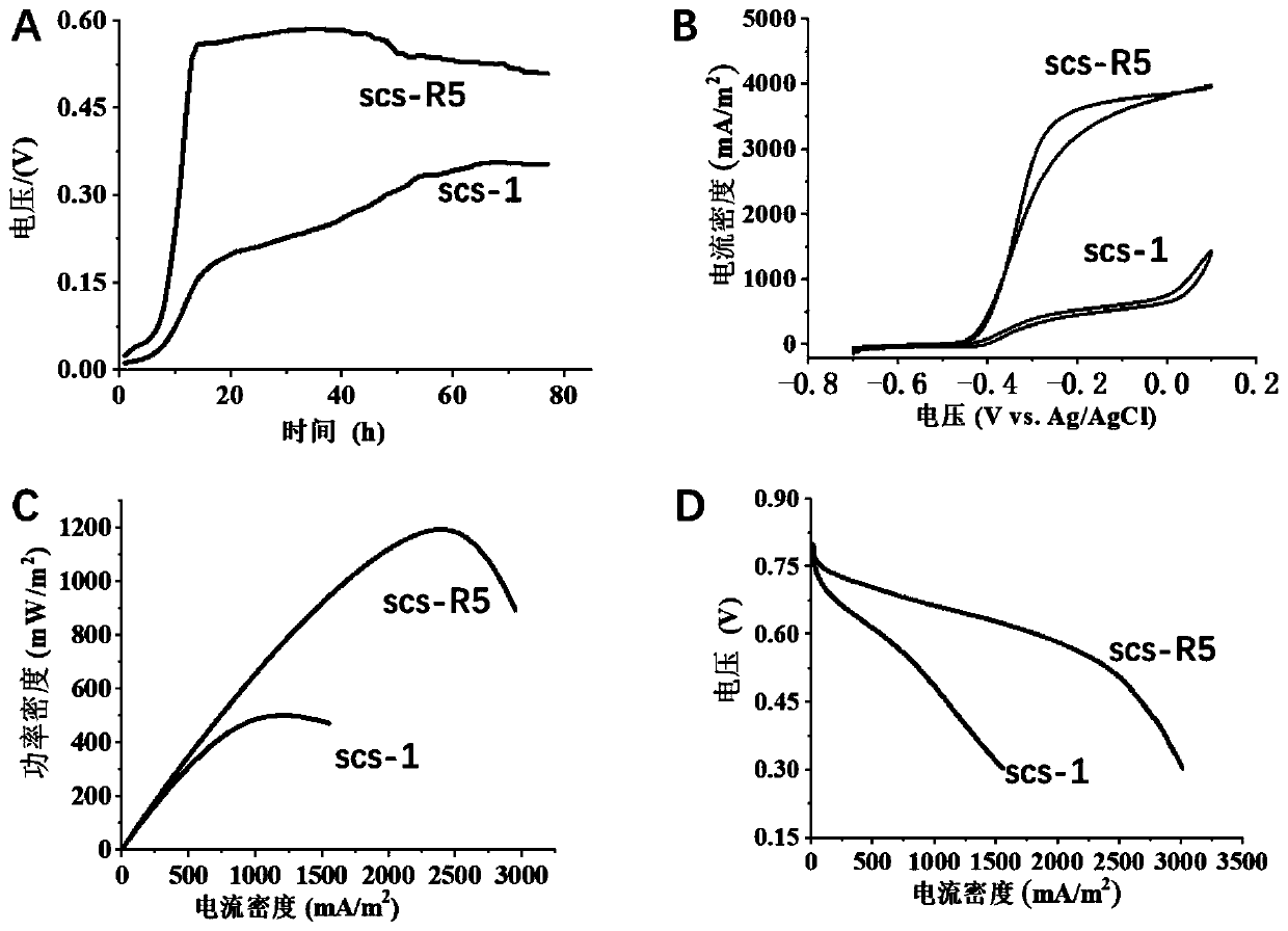 Recombinant shewanella algae capable of producing riboflavin and application of recombinant shewanella algae in electricity production