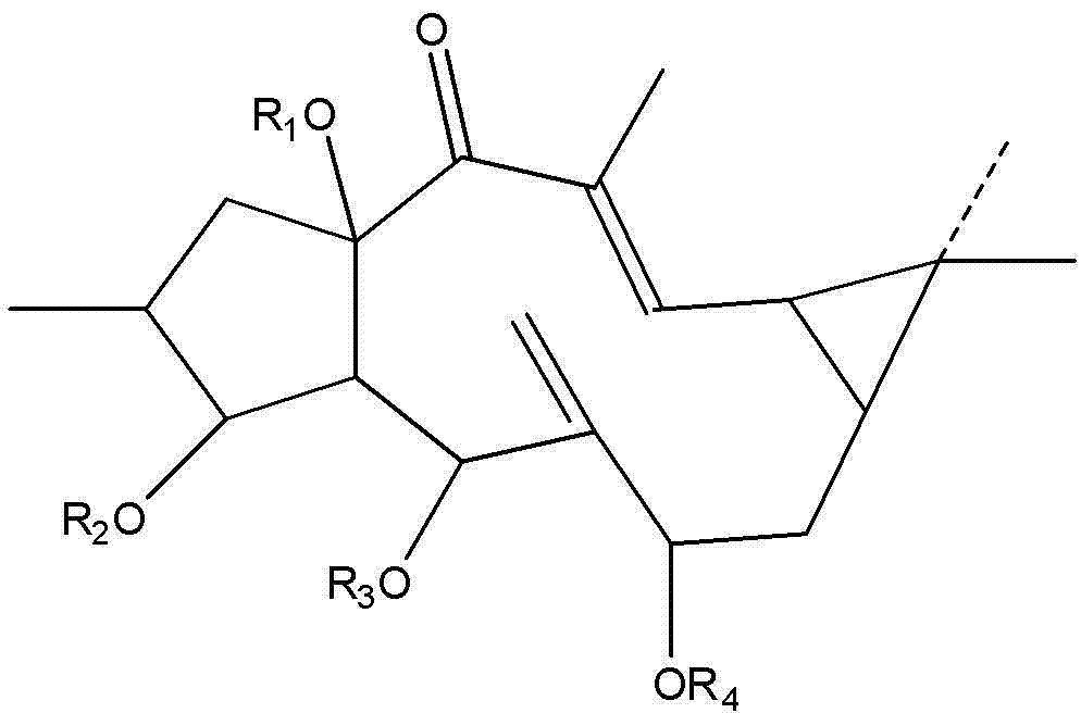 Euphorbia lathyris large ring diterpenoid compound and application thereof