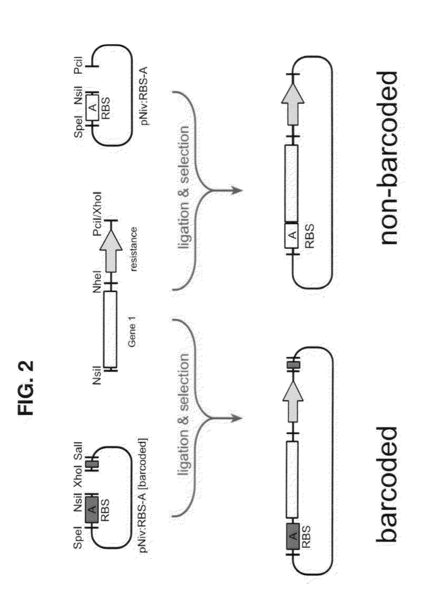 Methods of production of products of metabolic pathways