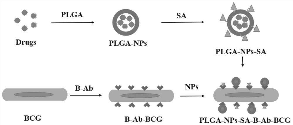 BCG (bacillus calmette-guerin) vaccine complex combined with nano drug carrier and preparation method of BCG vaccine complex