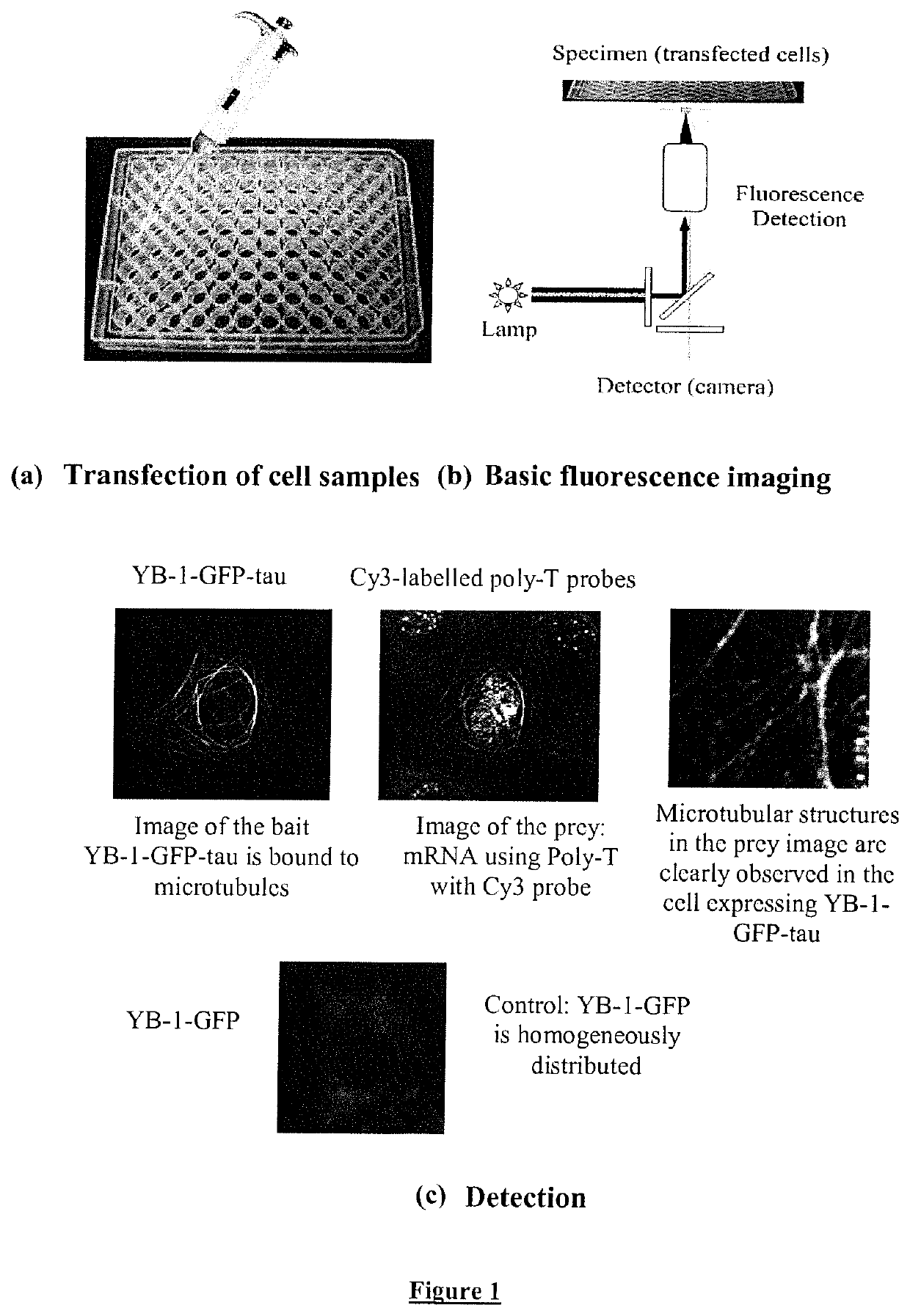 Methods and tools for detecting interactions in eukaryotic cells using microtubule structures and dynamics