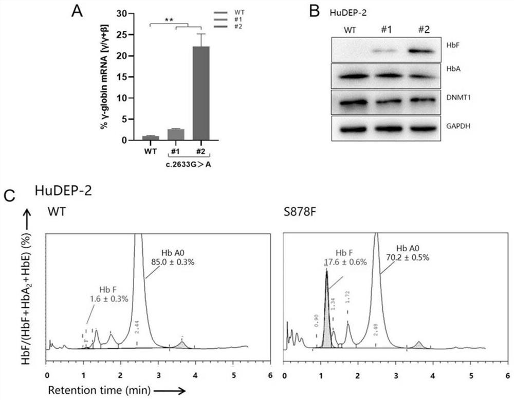 A reagent for editing dnmt1 gene by CRISPR-Cas9 site-directed mutagenesis and its application