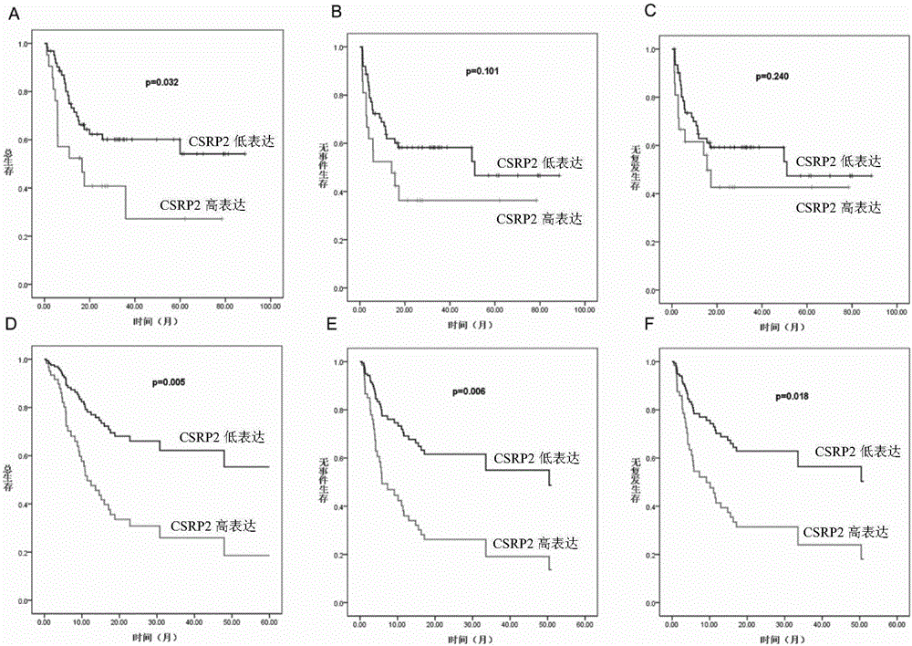 Application of CSRP2 serving as marker for evaluating prognostic risk of adult B-ALL patients