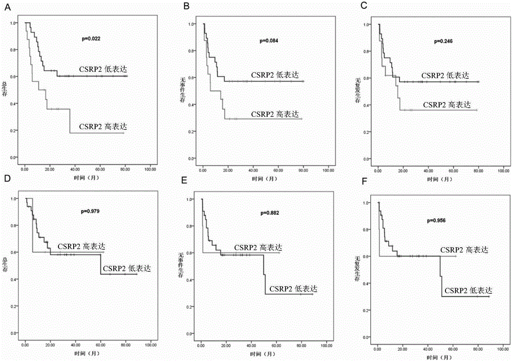 Application of CSRP2 serving as marker for evaluating prognostic risk of adult B-ALL patients