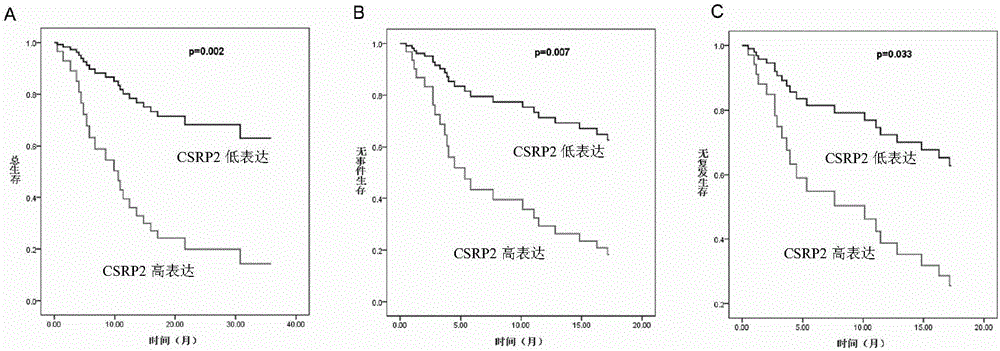 Application of CSRP2 serving as marker for evaluating prognostic risk of adult B-ALL patients