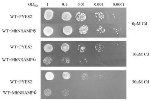 Method for improving sensitivity of nicotiana tabacum to cadmium