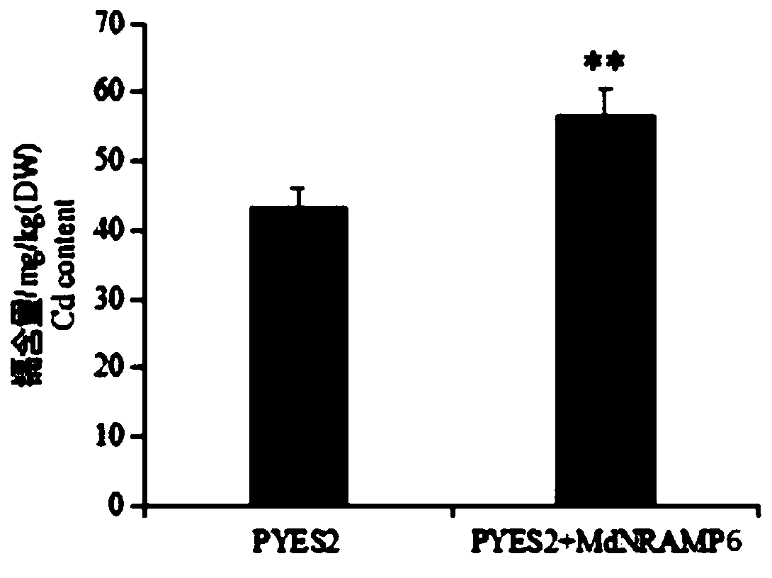 Method for improving sensitivity of nicotiana tabacum to cadmium