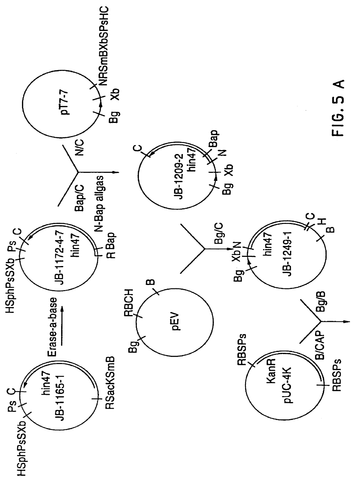 Analog of haemophilus Hin47 with reduced protease activity
