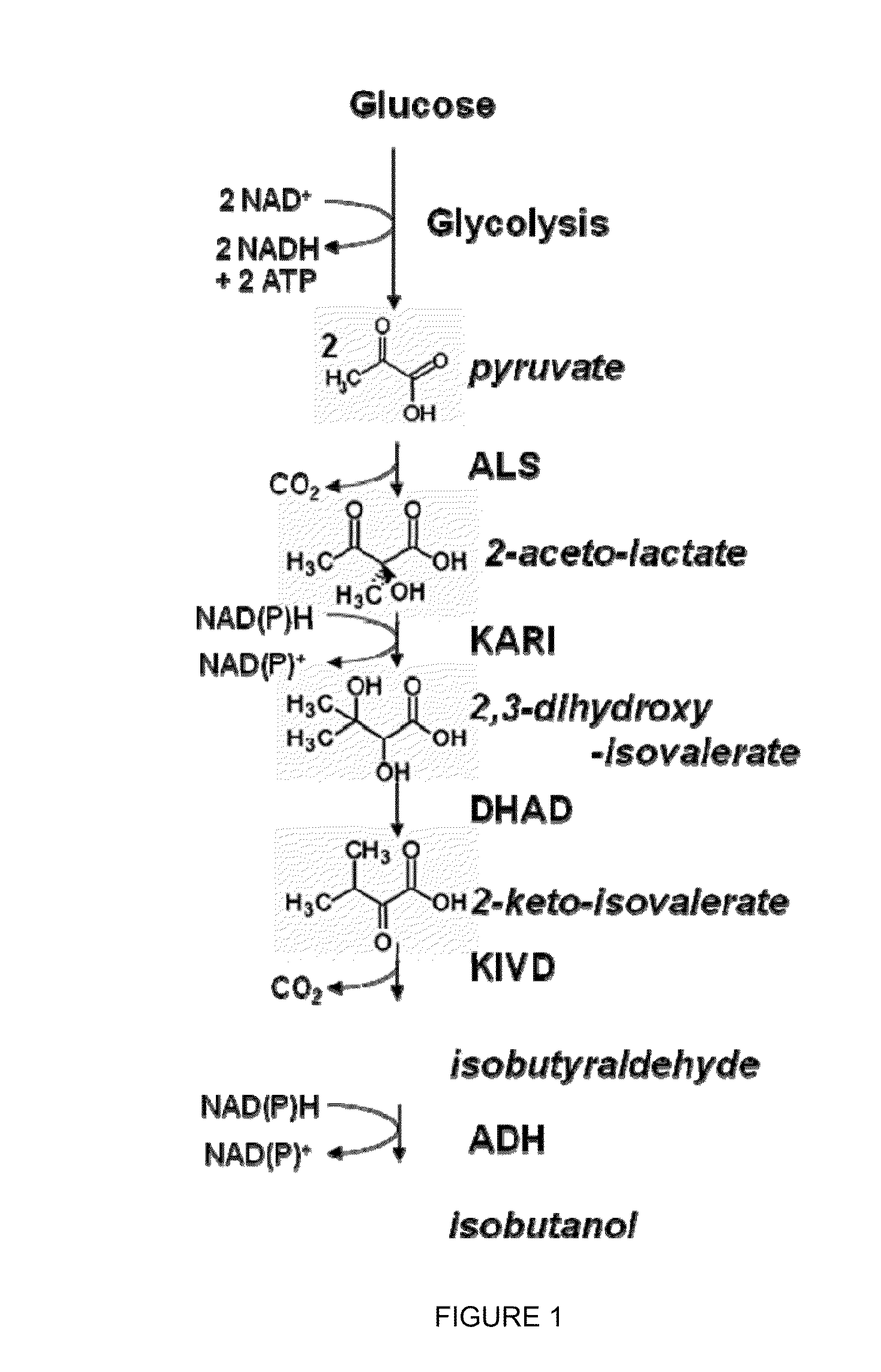 Cytosolic isobutanol pathway localization for the production of isobutanol