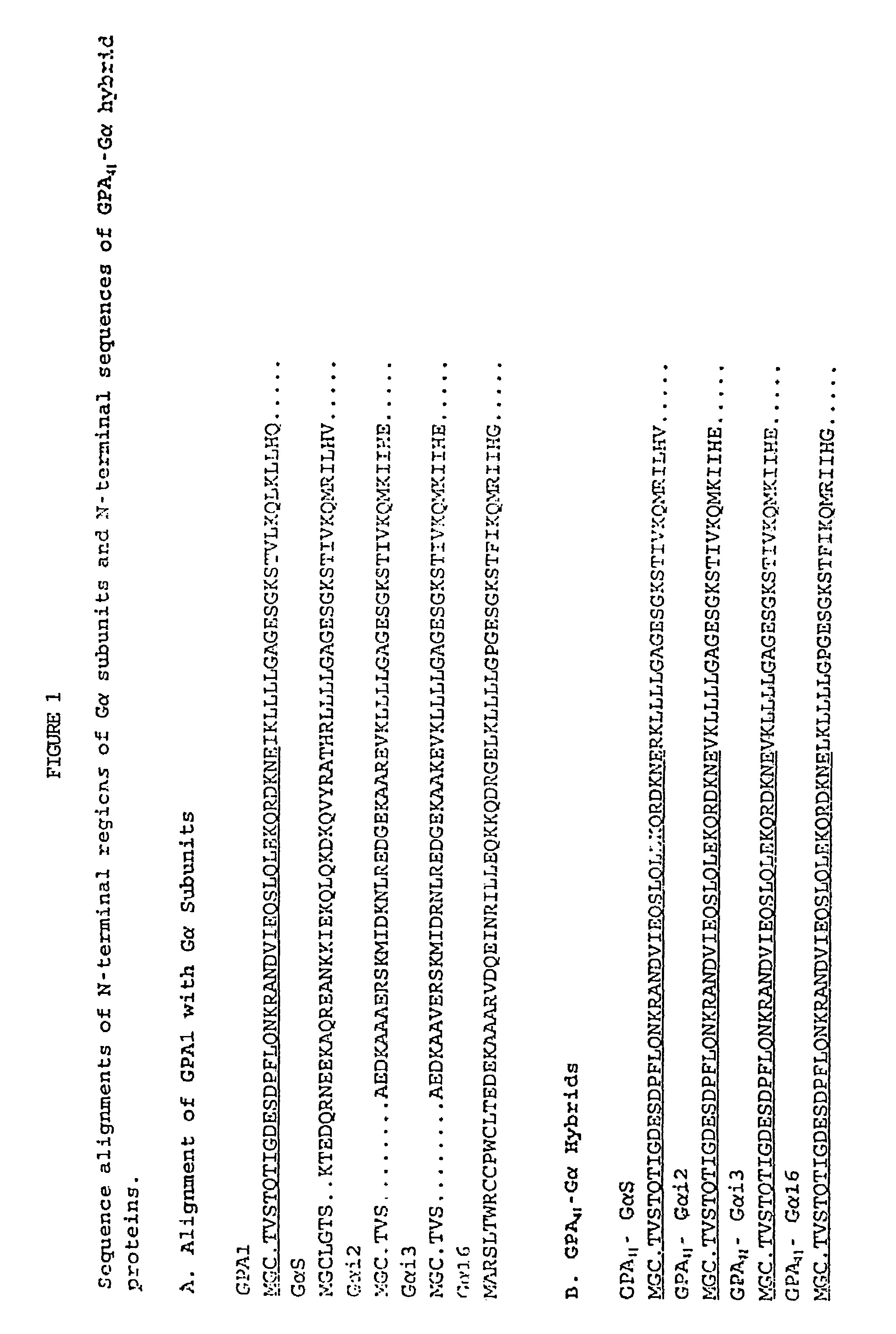 Yeast cells expressing modified G proteins and methods of use therefor