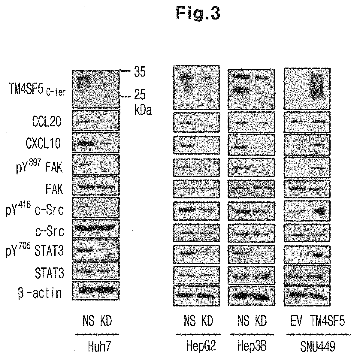 Immunosuppressant Comprising TSAHC or a Pharmaceutically Acceptable Salts Thereof as an Active Ingredient