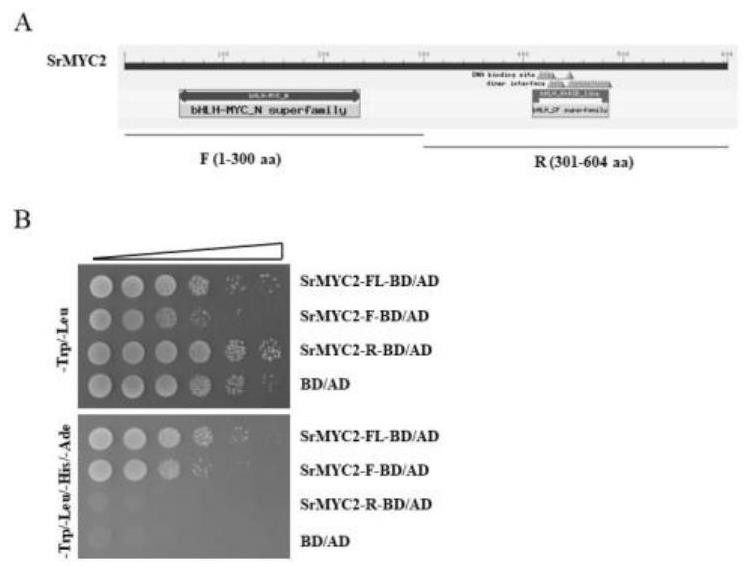 Transcription factor SrMYC2 for delaying flowering time of stevia rebaudiana as well as expression protein and application of transcription factor SrMYC2