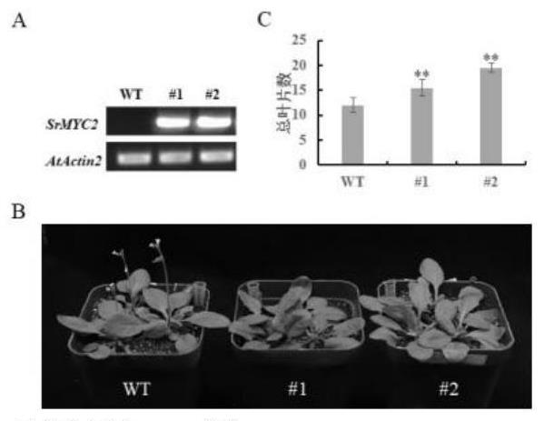 Transcription factor SrMYC2 for delaying flowering time of stevia rebaudiana as well as expression protein and application of transcription factor SrMYC2