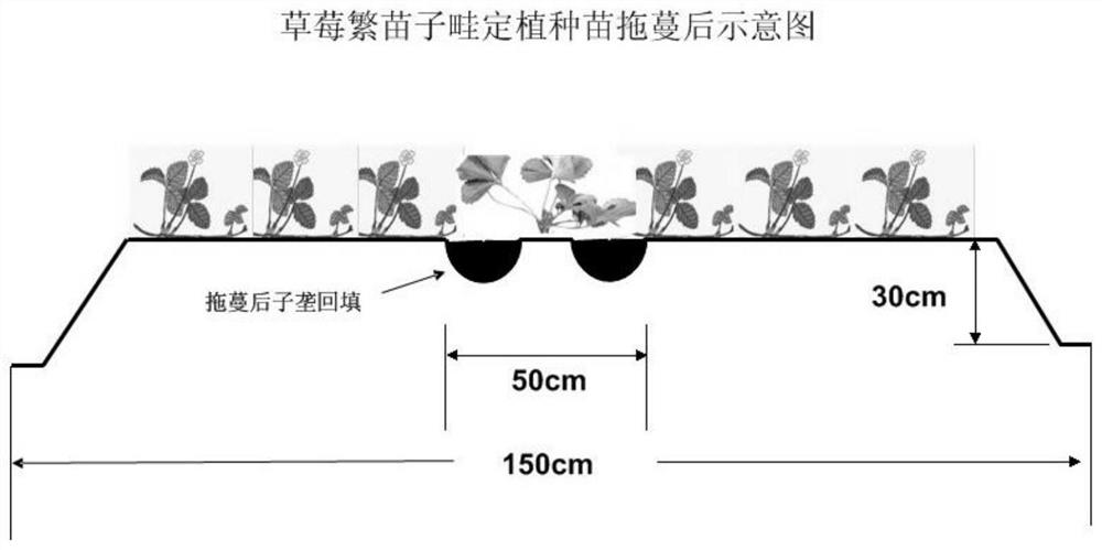 Mother-son type high-furrow planting method for strawberries