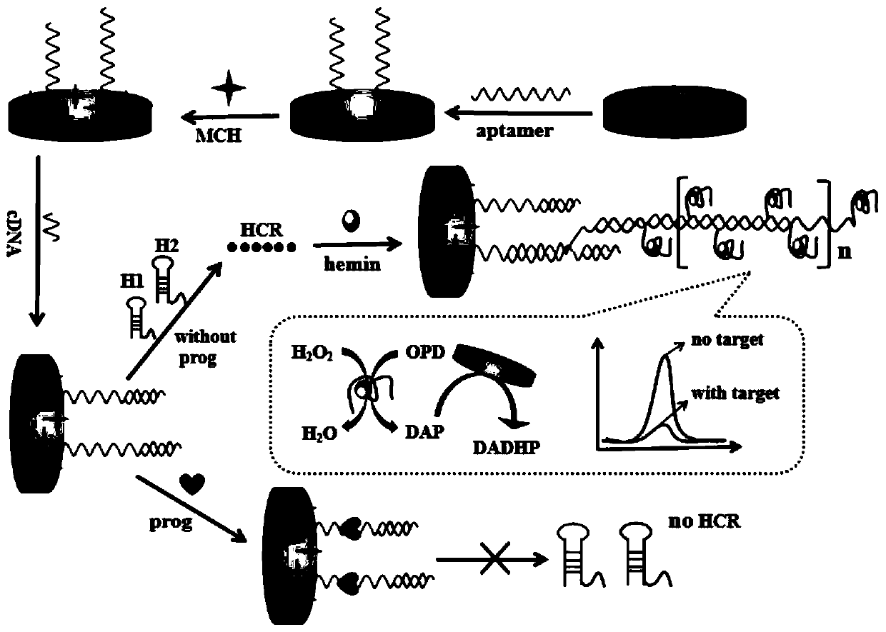 G-quadruplet DNAzyme signal amplification strategy-based progesterone detection method for aptamer sensors