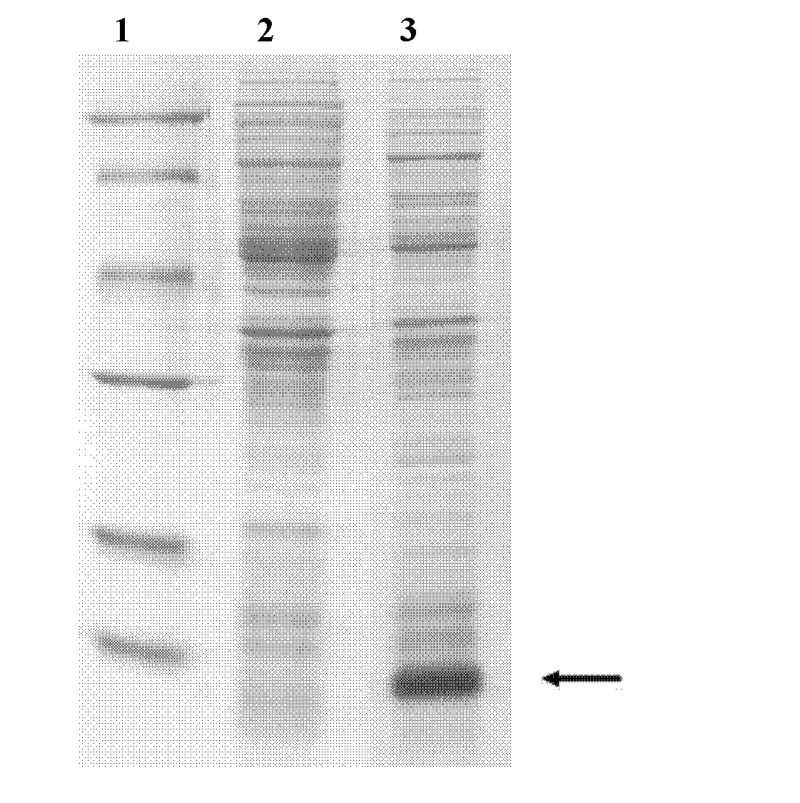 Method for preparing recombinant human IgE receptor protein and application of recombinant human IgE receptor protein
