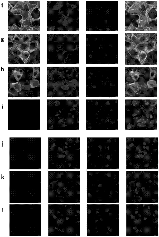 Influenza virus antibody and preparation method and application thereof