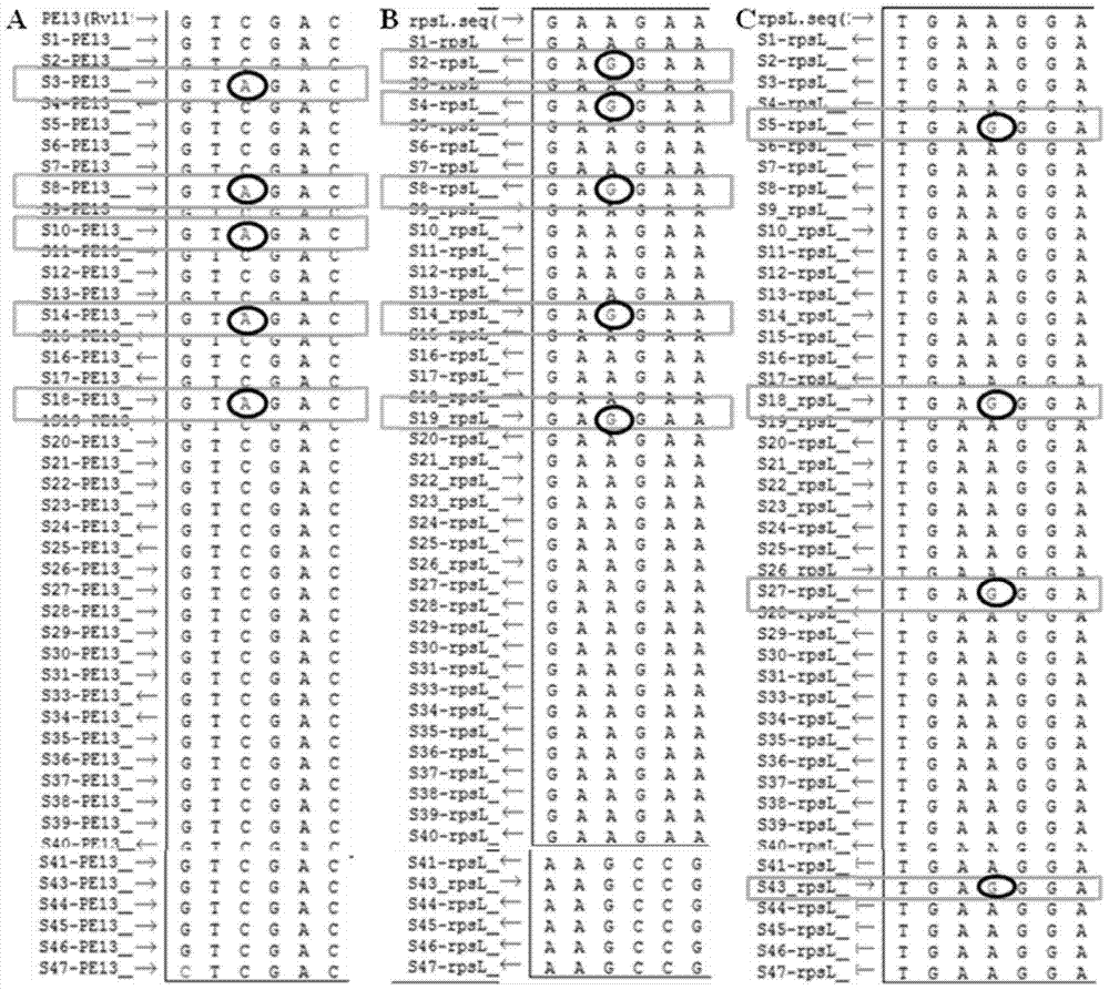 New mutation sites associated with streptomycin resistance in Mycobacterium tuberculosis and their applications