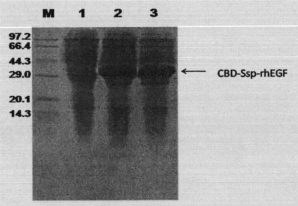 Novel preparation method for recombinant human epidermal growth factor