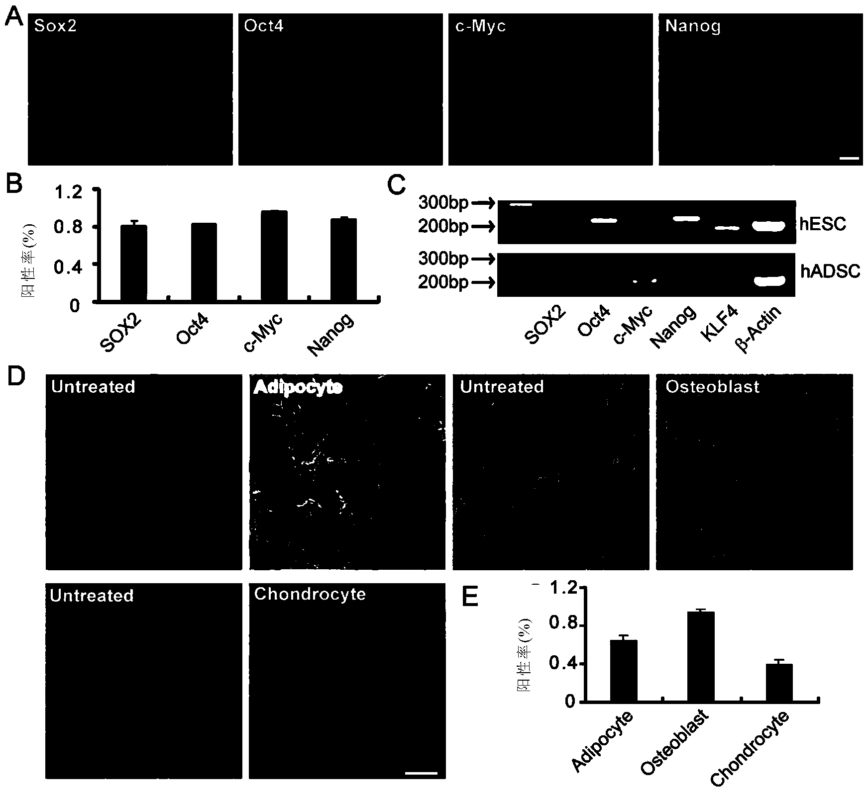 Neuron-like cell sourced from humanized adipose-derived stem cells, preparation method and application thereof
