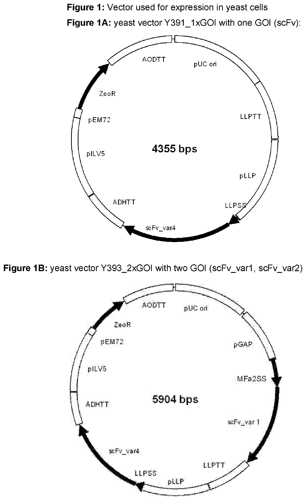 Multi-Copy Gene Protein Expression System