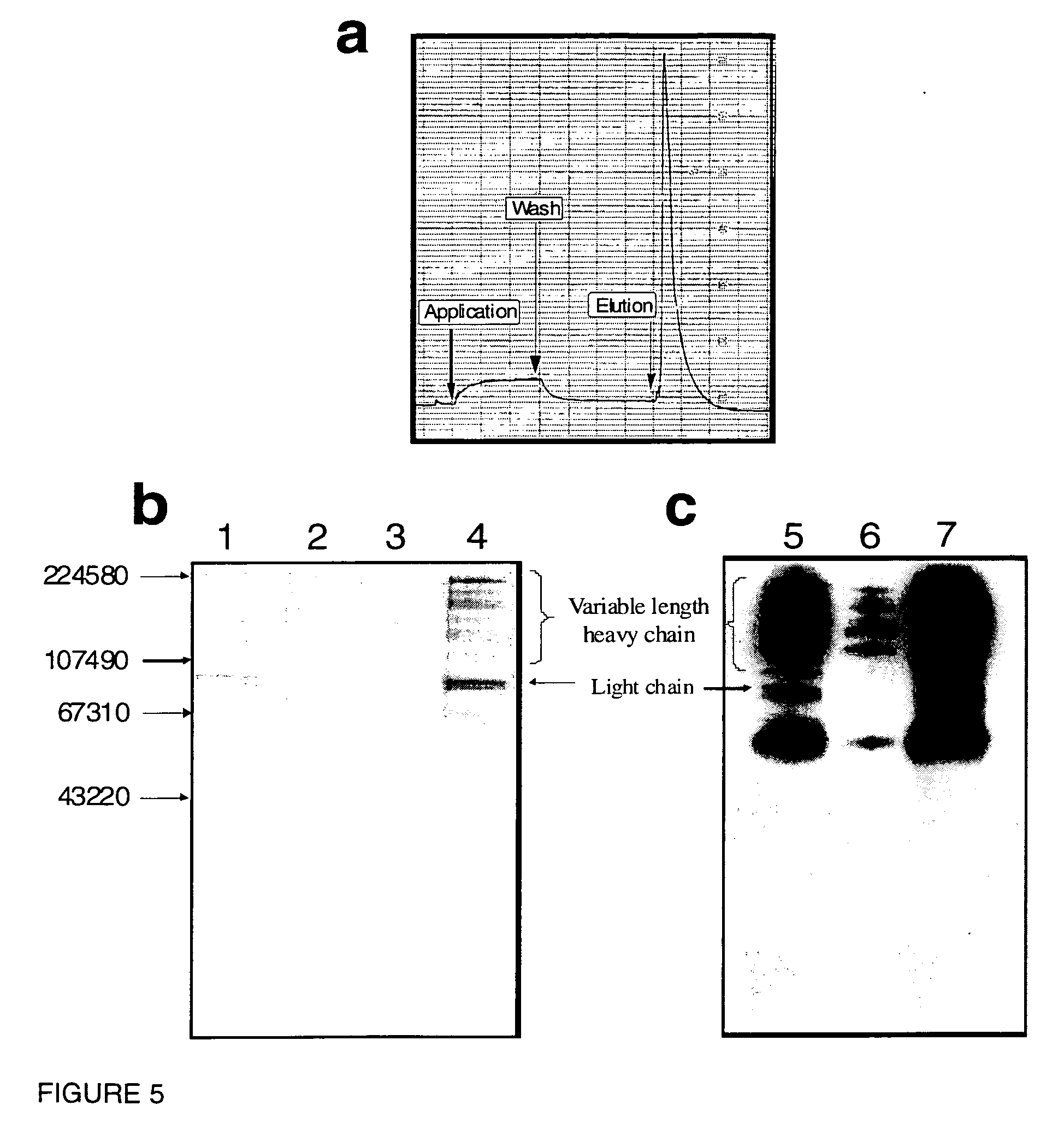 Small peptidic and peptido-mimetic affinity ligands for factor viii and factor viii-like proteins