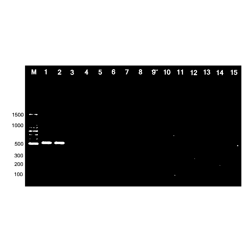 Method for identifying helix pomatia by PCR (polymerase chain reaction) detection