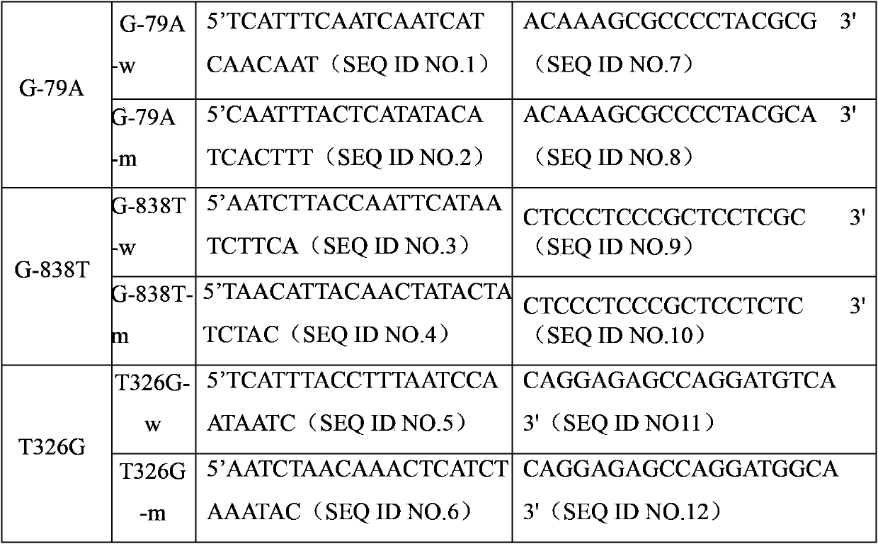 CDKN1B gene mutation detection specific primers and liquid chip