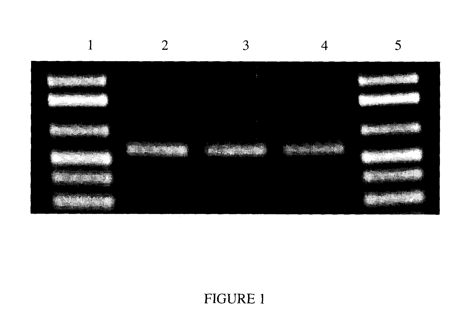 Compositions and Method for Storage of Nucleic Acid From Bodily Fluids