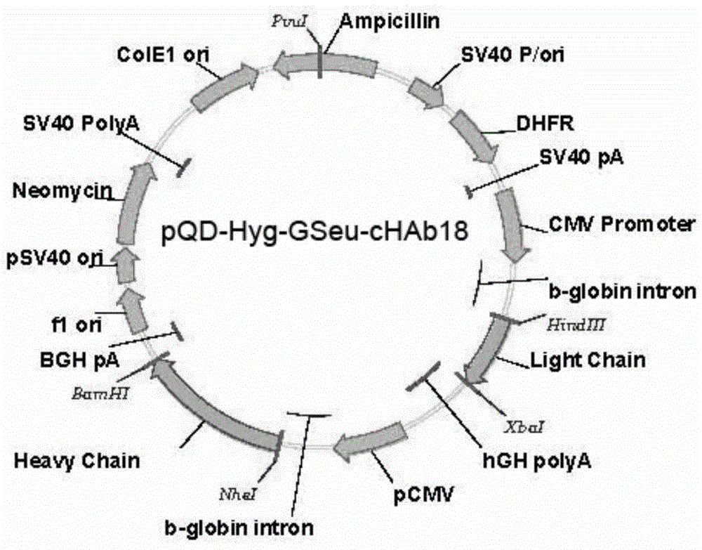 Humanization modified anti-CD147 chimeric antibody HcHAb18 and application thereof