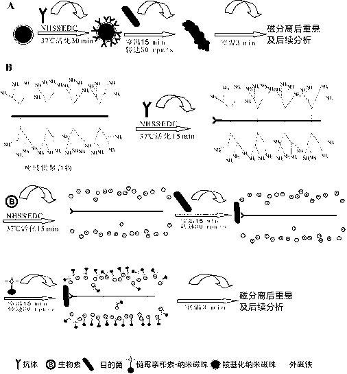 Method for separating streptococcus pneumoniae in complicated substrate