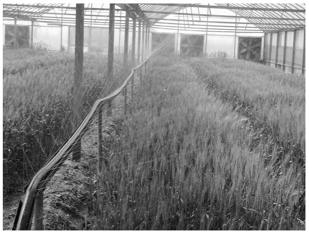 A method for breeding wheat varieties resistant to scab infection and expansion