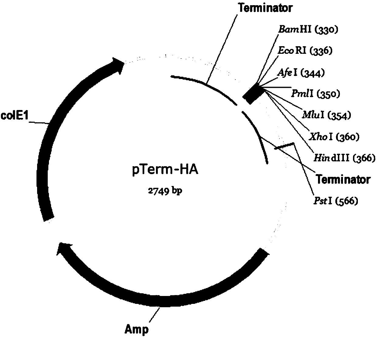 A kind of high copy pterm plasmid and its construction method and application
