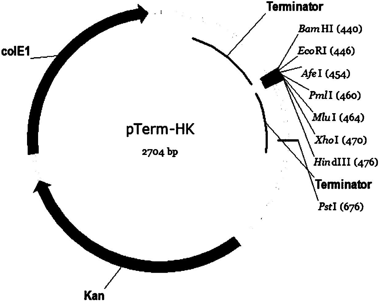 A kind of high copy pterm plasmid and its construction method and application