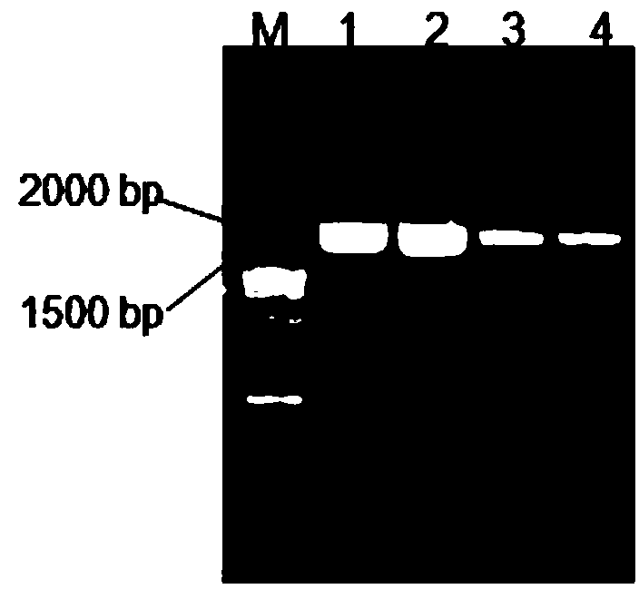 Red monascus alpha-amylase gene as well as preparation method and application thereof