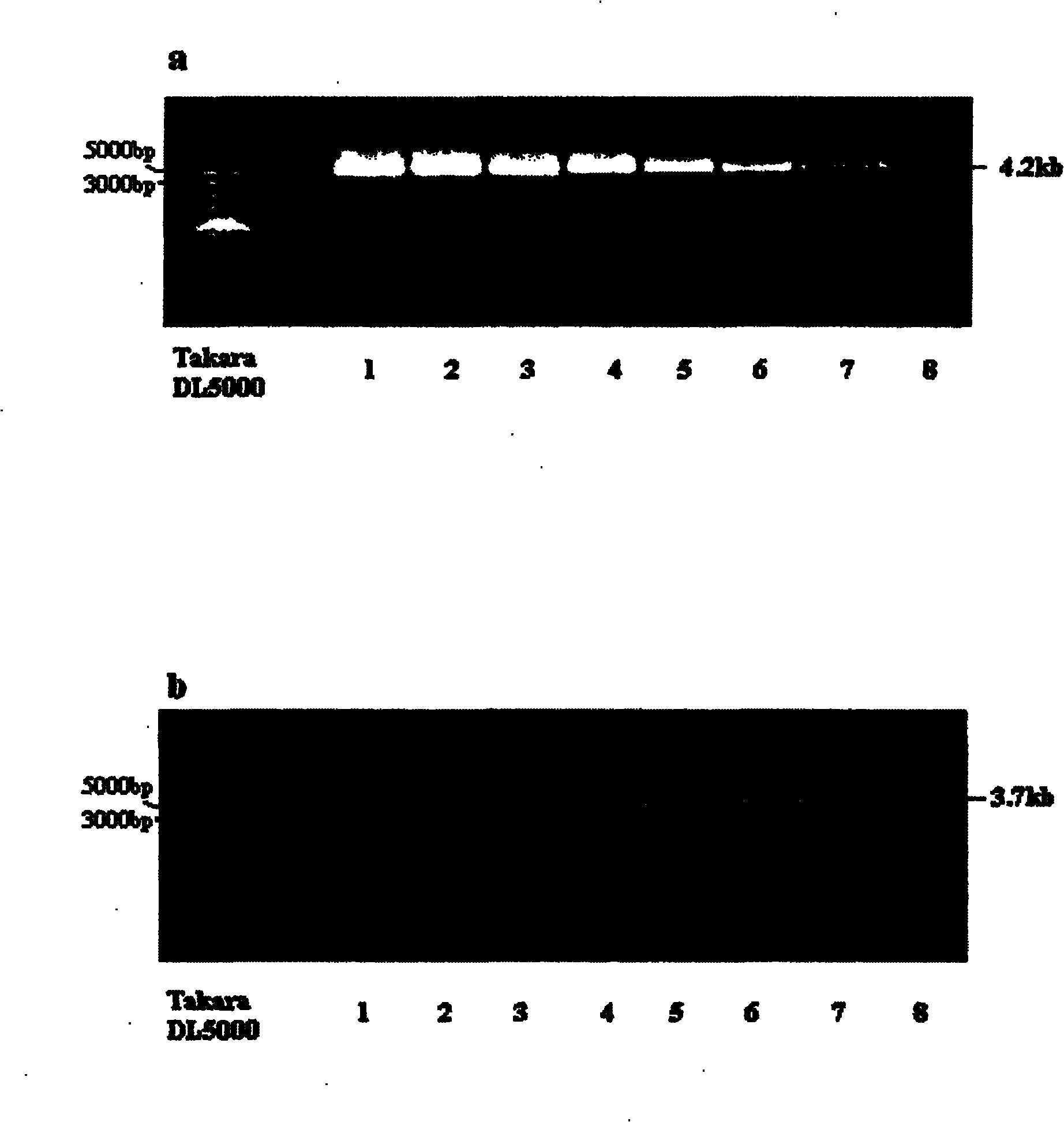 Human leukocyte antigen HLA-A and HLA-B gene full-length sequencing method and HLA gene sequencing and typing method